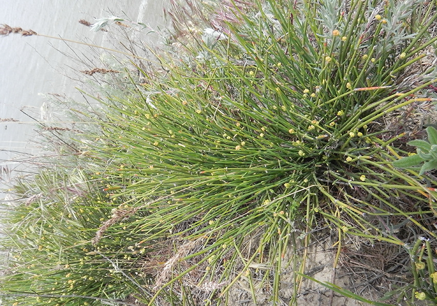  двоколоскова(Ephedra distachya L.)